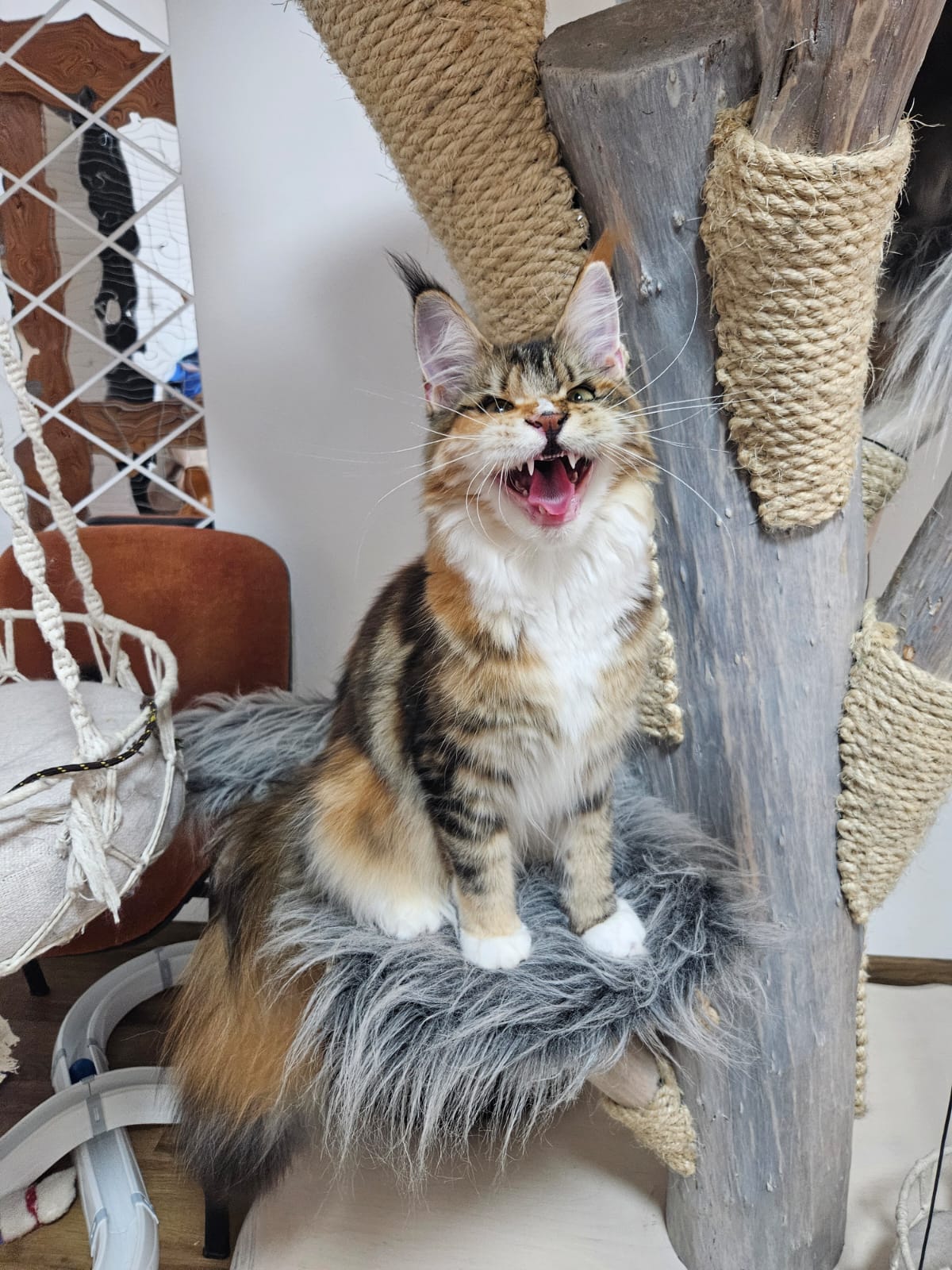 Alena z XaverY cat, CZ Maine Coon