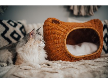 BAO