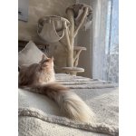 Kočičístromy SIMA (broušené dřevo) - PŘENOSNÉ KOČIČÍ ŠKRABADLO