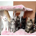 Kočičístromy LADY PINK (potah růžová kožešinka) - PŘENOSNÉ KOČIČÍ ŠKRABADLO